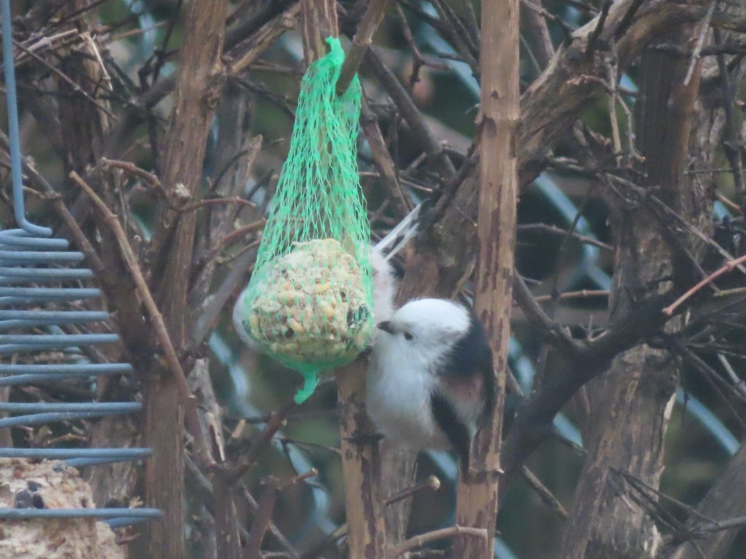 livebirdspoland_33891619ec732ee77d0f0cad8ec75caf.jpg