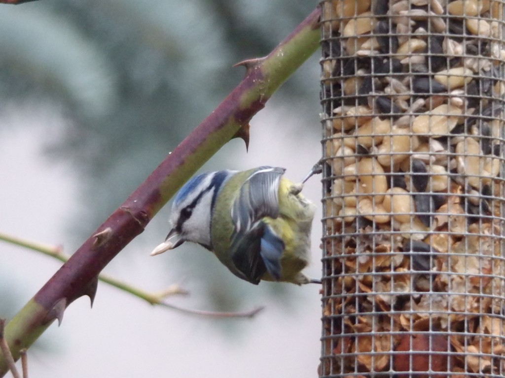 livebirdspoland_66a65435f8392ca9523ef83281f147f4.jpg
