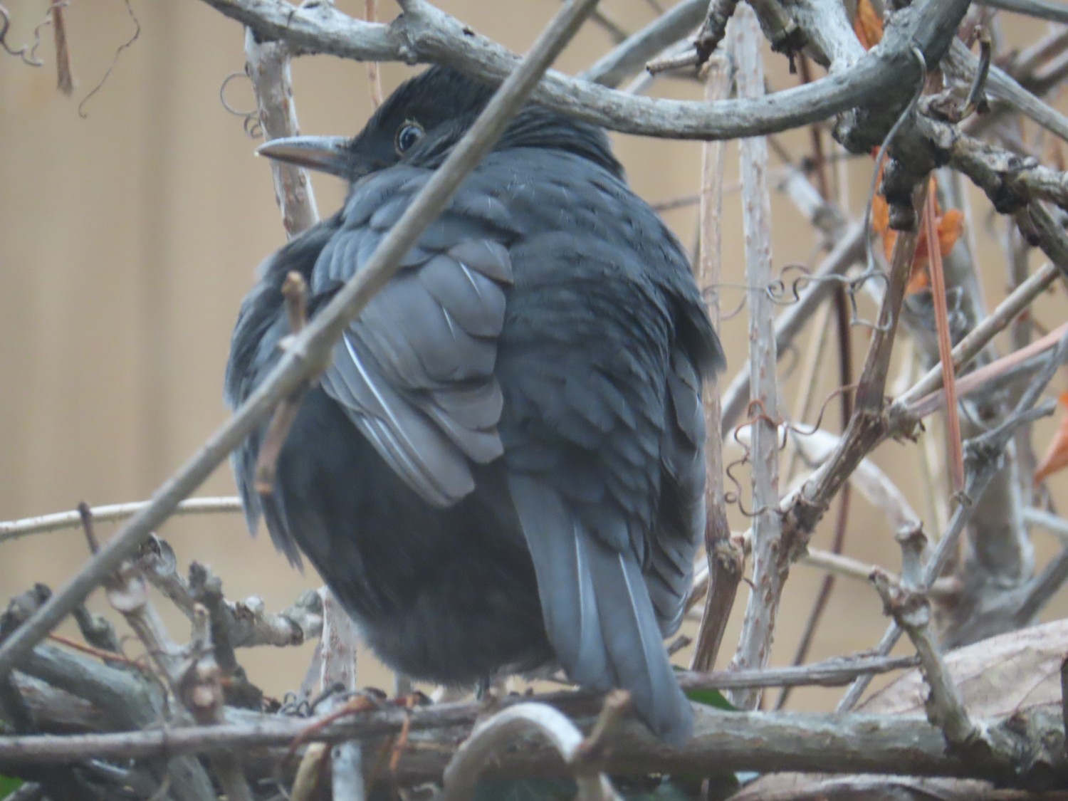 livebirdspoland_f3f8a987a0535b057849391ea3ba5b83.jpg