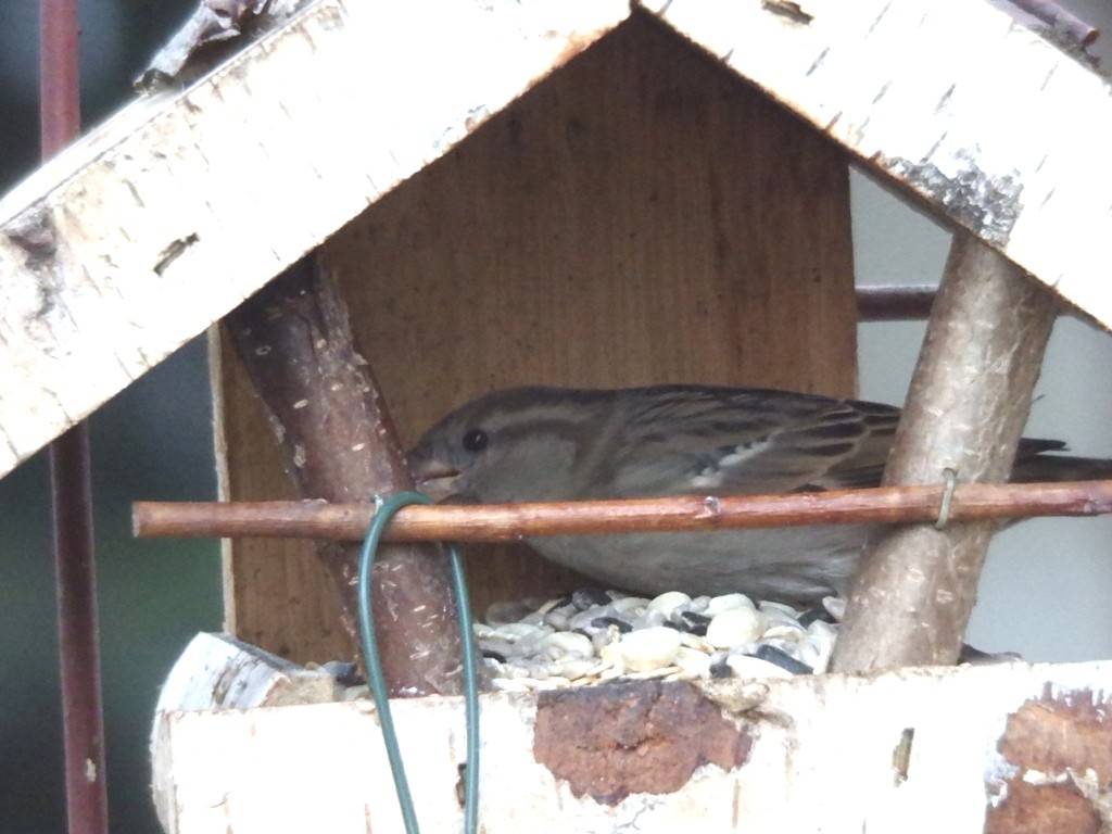 livebirdspoland_636e5f7cd0b06bf10a10523fee84164f.jpg