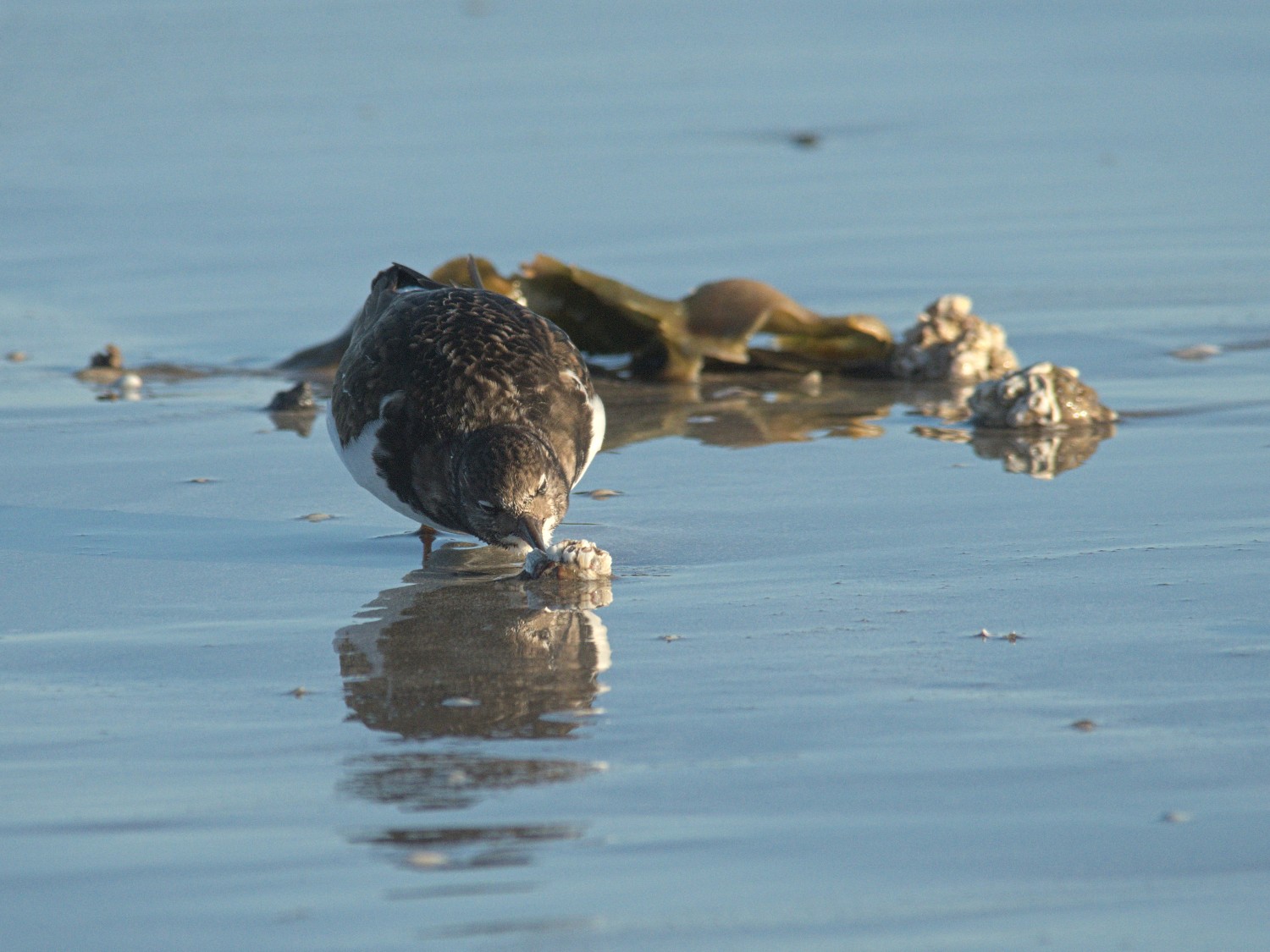 livebirdspoland_be0f1598855398e1e75527214d90974b.jpg