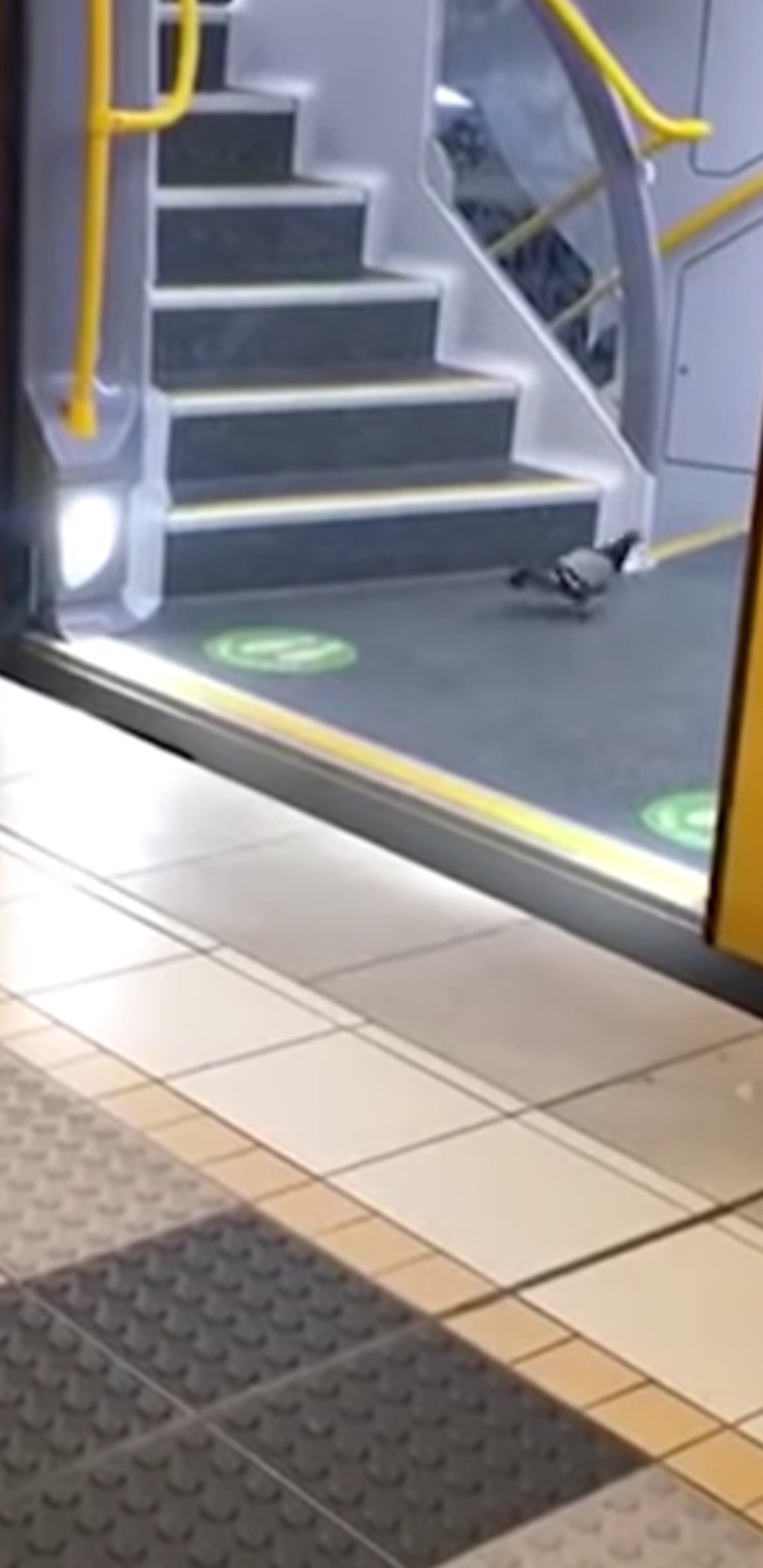 livebirdspoland_155c748ae4194c56fd71f16a7b47763e.jpg