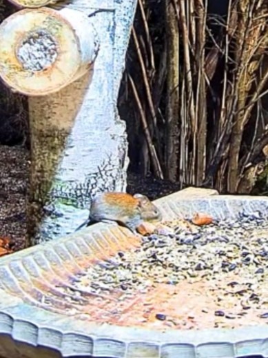 livebirdspoland_4ba07568b2c9ac0f142ae79f52abfa2e.jpg