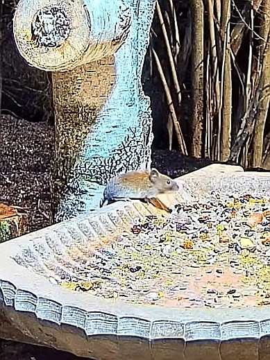 livebirdspoland_76754676da7416a6782fa80536b5f2b2.jpg