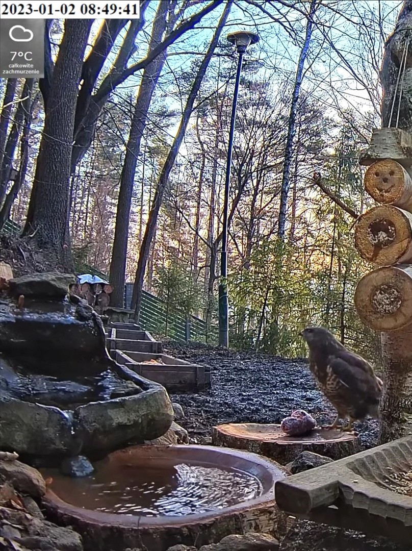 livebirdspoland_9340604230e648a4f55ccd6c0247893c.jpg