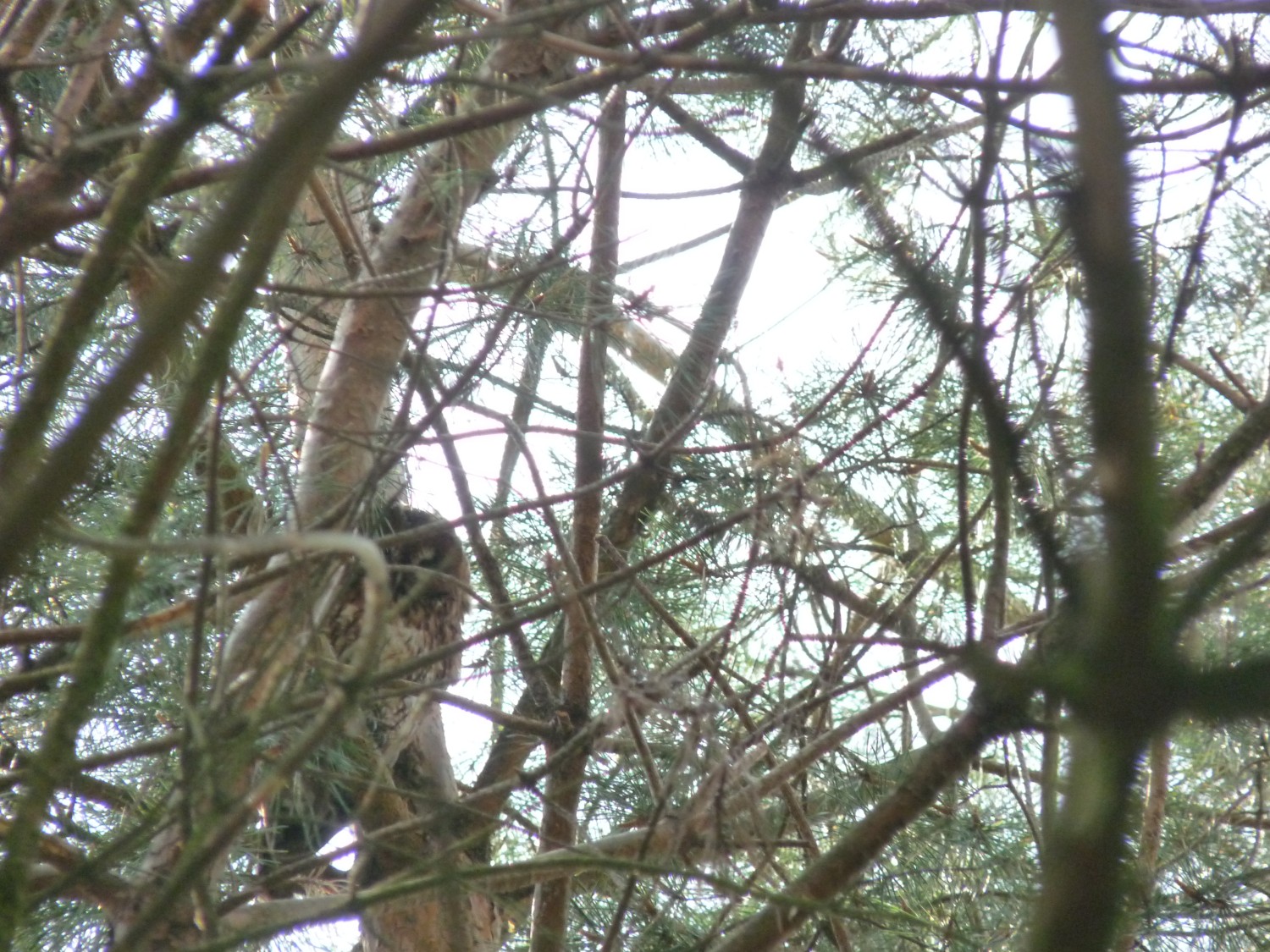 livebirdspoland_dd02b3a0737b68fc15a33f1ec225bb80.jpg