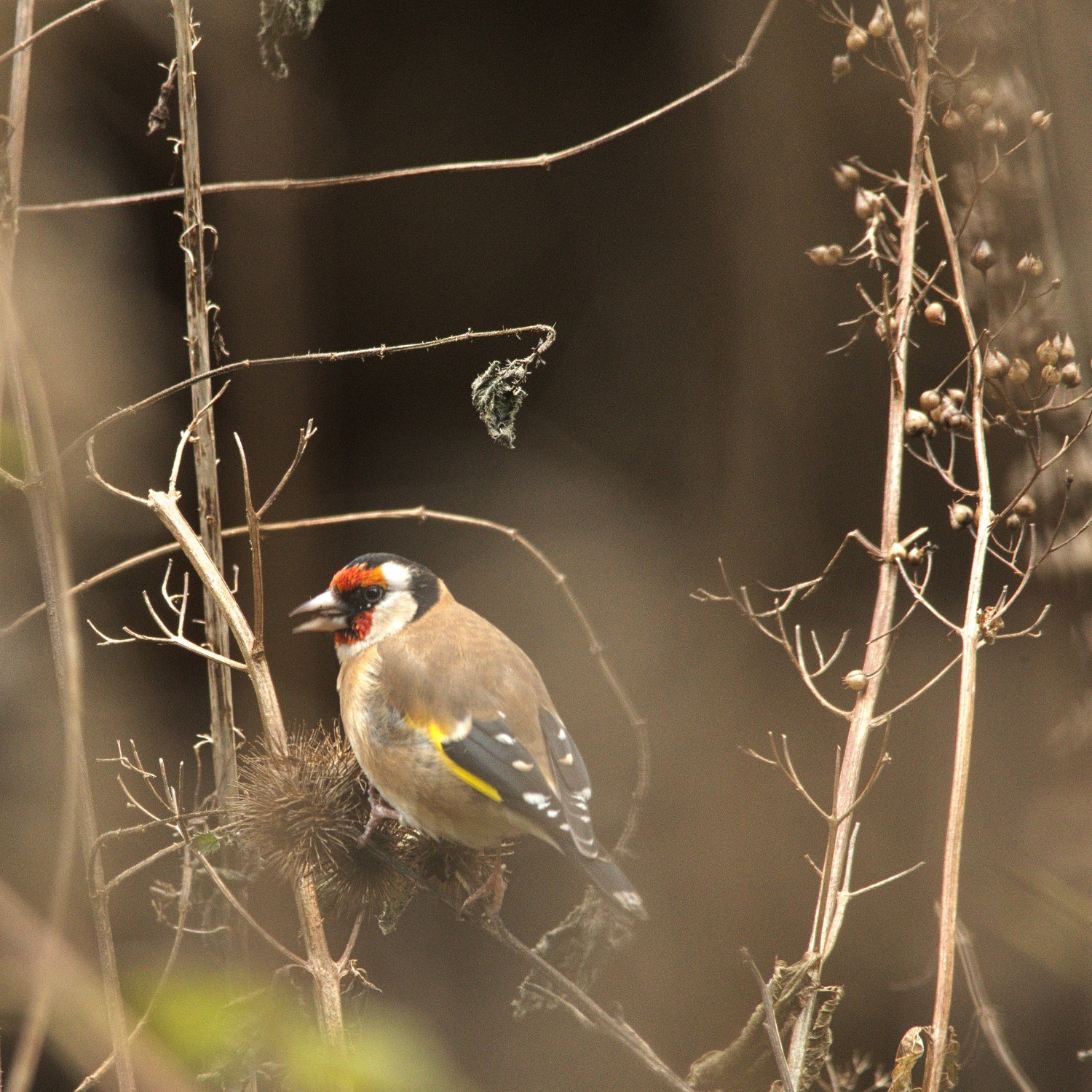 livebirdspoland_58f0996d35bb0445f56159c3e91b7da5.jpg