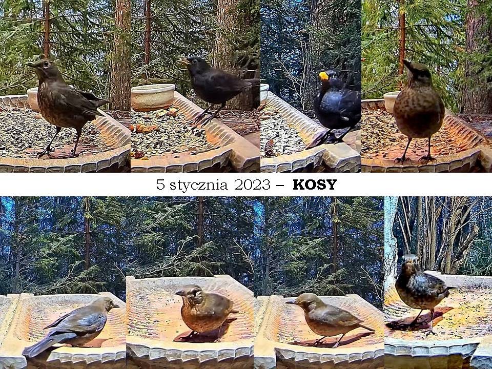 livebirdspoland_f60db795346e0a60e7a7c4c37741f685.jpg