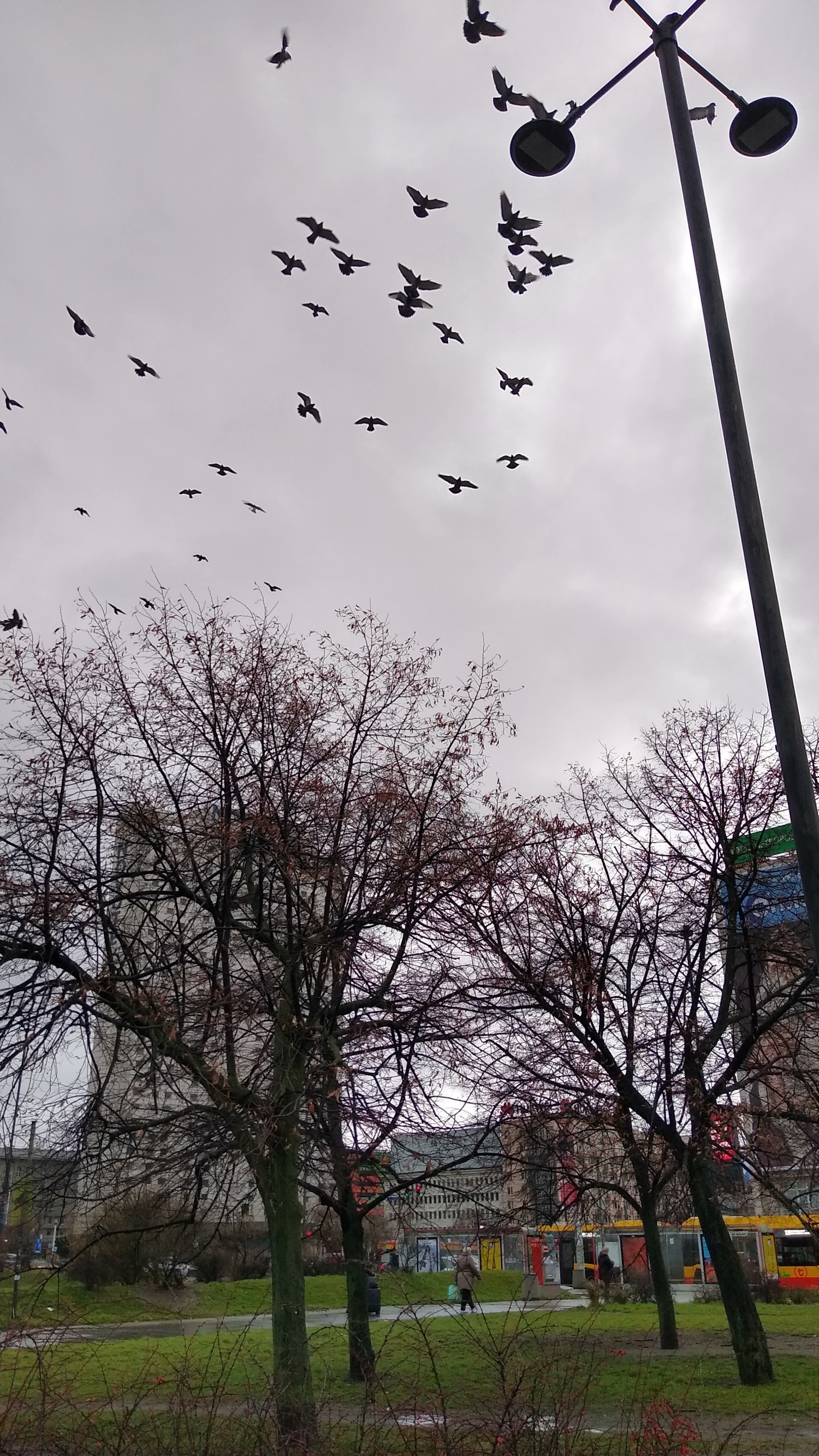 livebirdspoland_6b56102c0d39792d929cc12f0920faa8.jpg