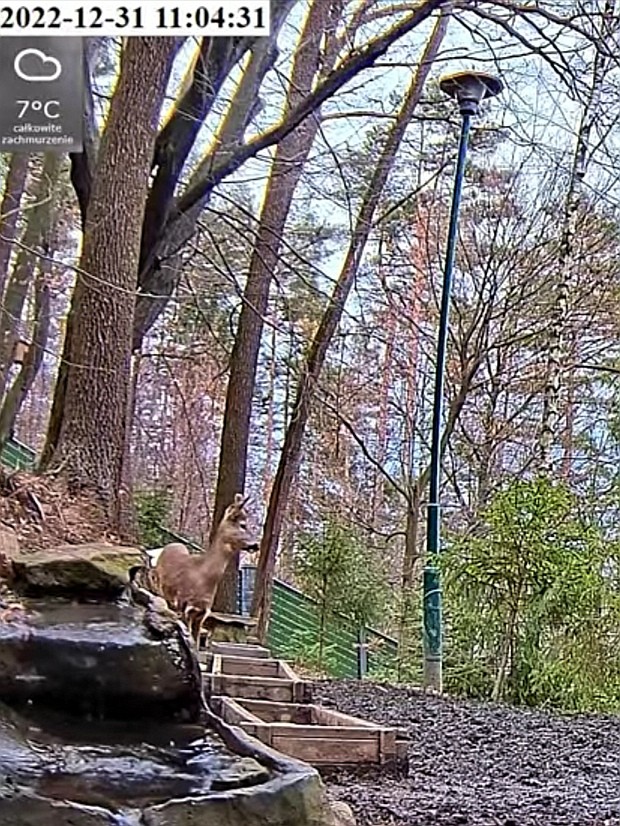 livebirdspoland_07d919f6dbfbe3cc02ccf14a64636228.jpg