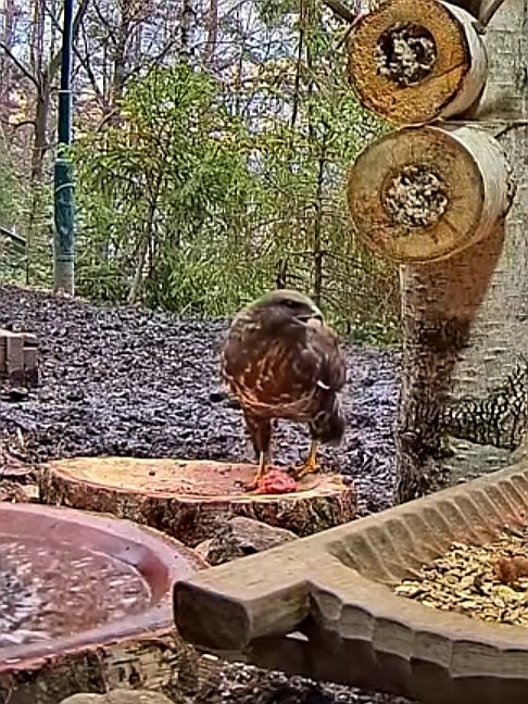 livebirdspoland_6c0647a49d4c2808f41ac159f5907ff9.jpg
