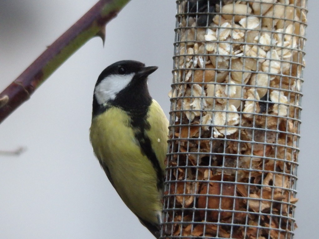 livebirdspoland_1eb9ad120e33235638f6097b4b1400bc.jpg