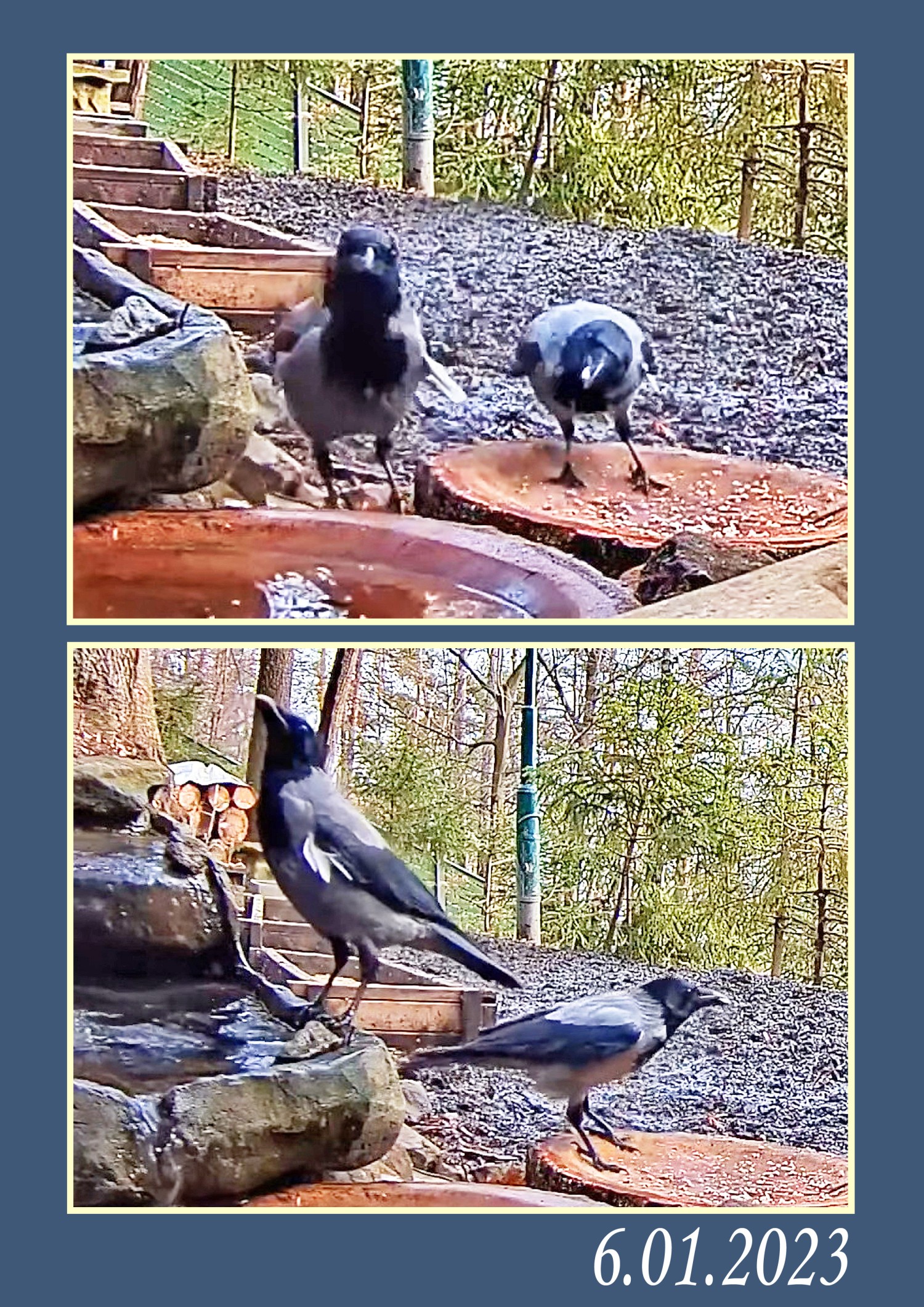 livebirdspoland_3afb01a247f4c2501a7a5cfbd764ee9e.jpg
