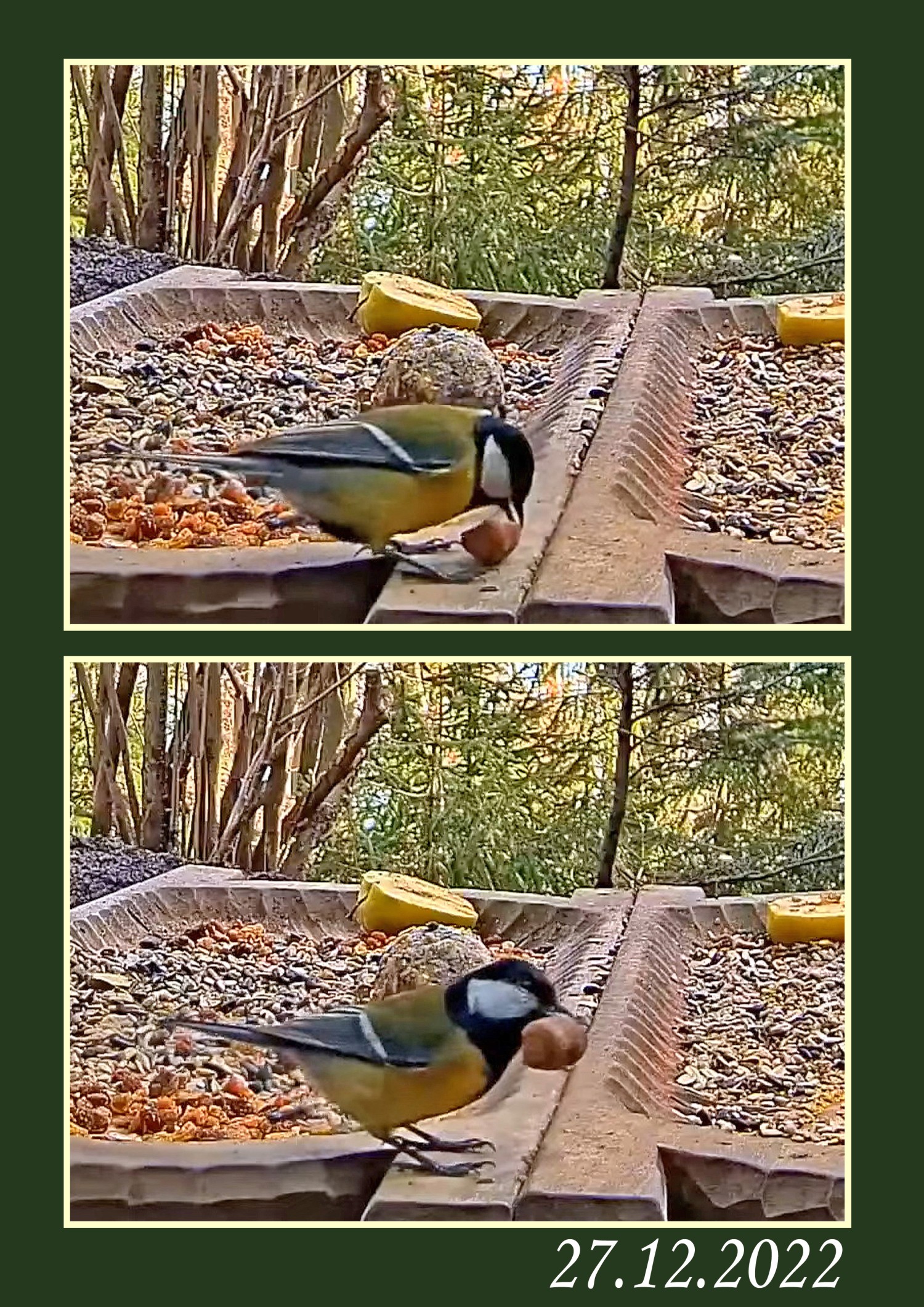 livebirdspoland_5d88831ca912313371d517251d2adfe2.jpg