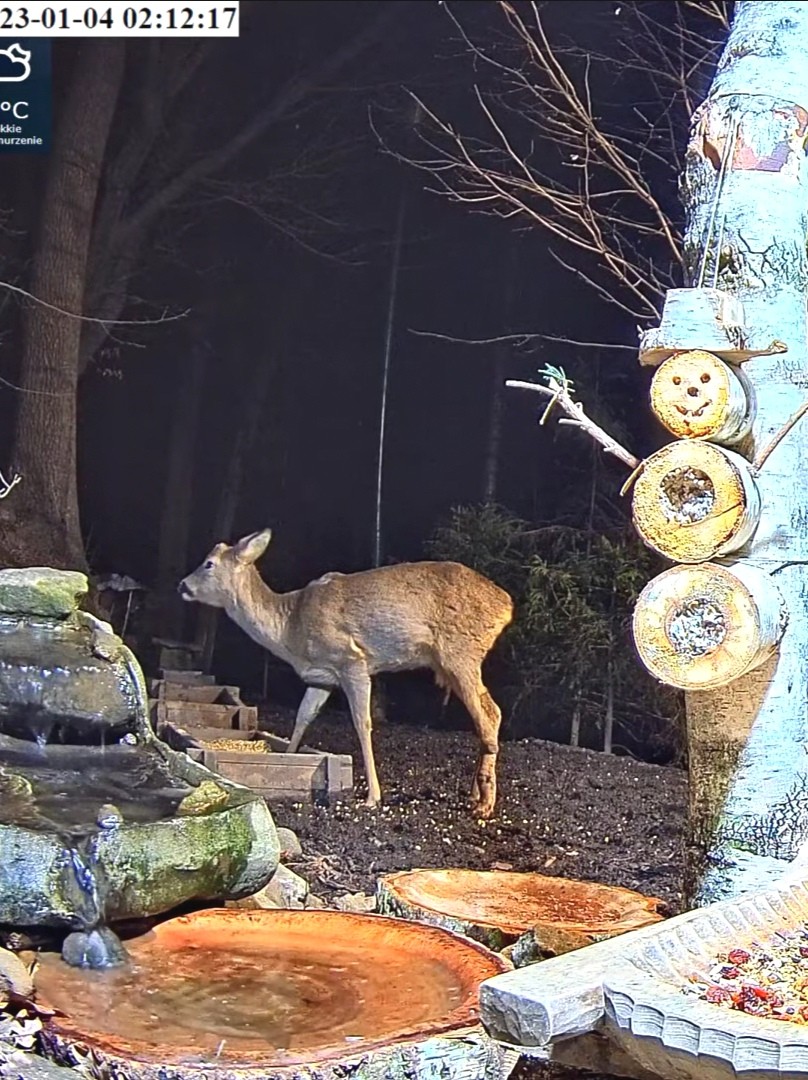 livebirdspoland_e0d7ac0c225da34e275fcbeb2dcd2611.jpg