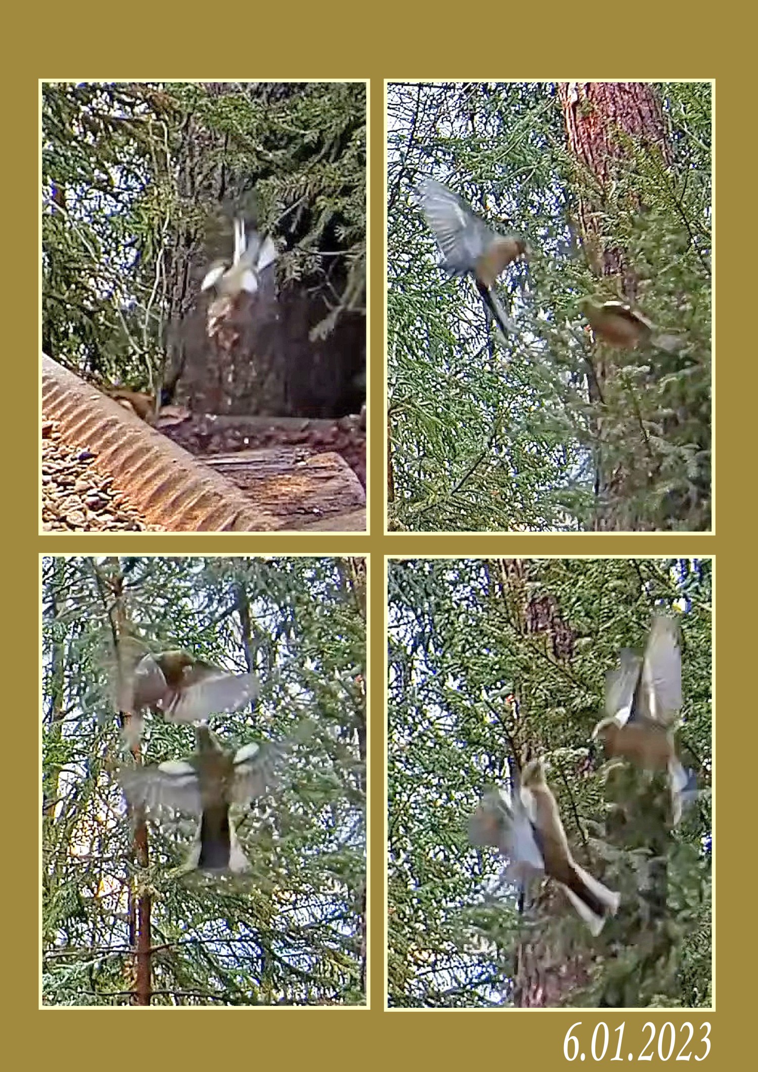 livebirdspoland_cb855a3d046e7099e3a3ddc12958bd74.jpg