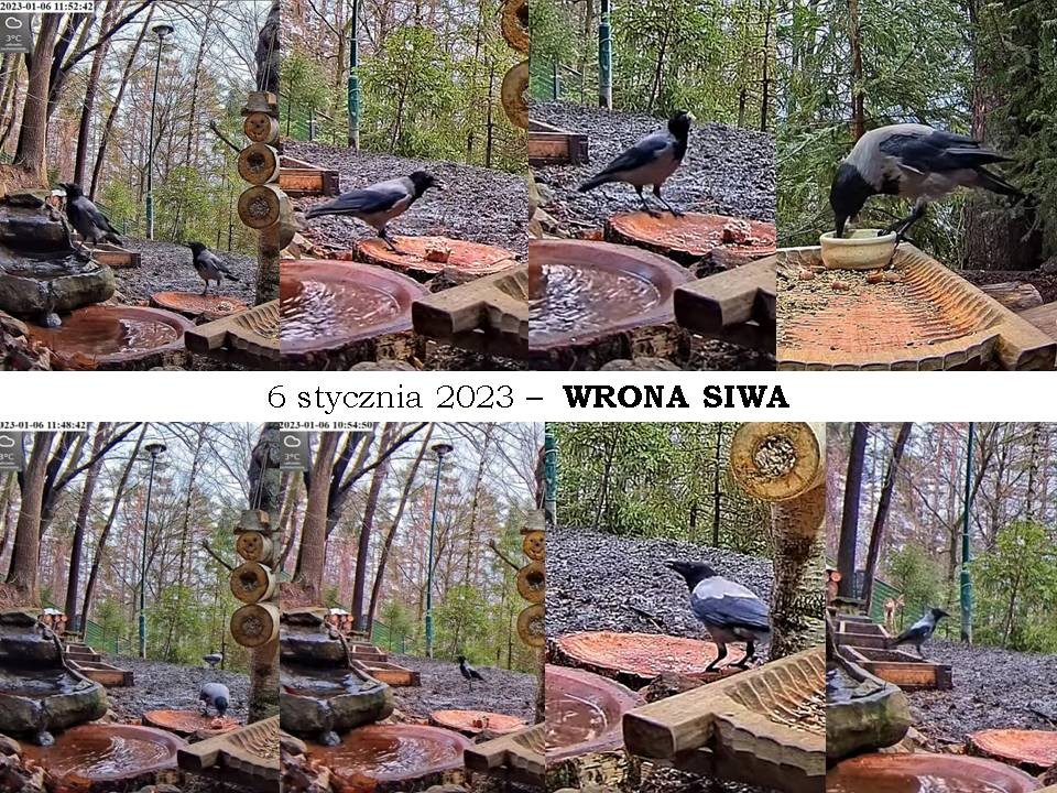 livebirdspoland_6e1f373ef71db7b919d697ac385371bb.jpg