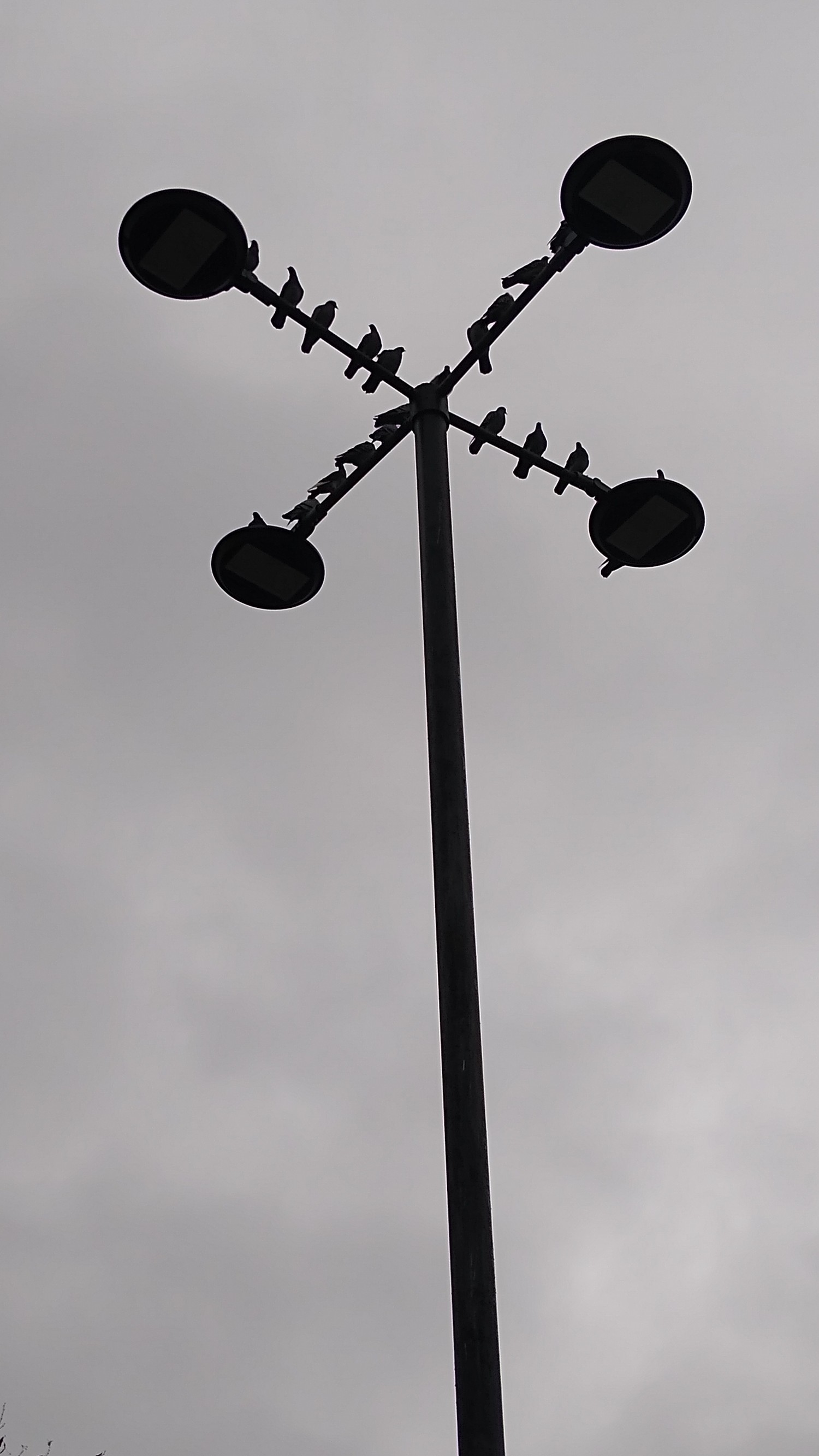 livebirdspoland_1fb2ae9cd5978ee508640d6276eadd32.jpg
