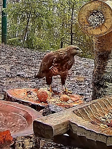 livebirdspoland_7a2472cdd0bef87eaede9ce78d2816b8.jpg