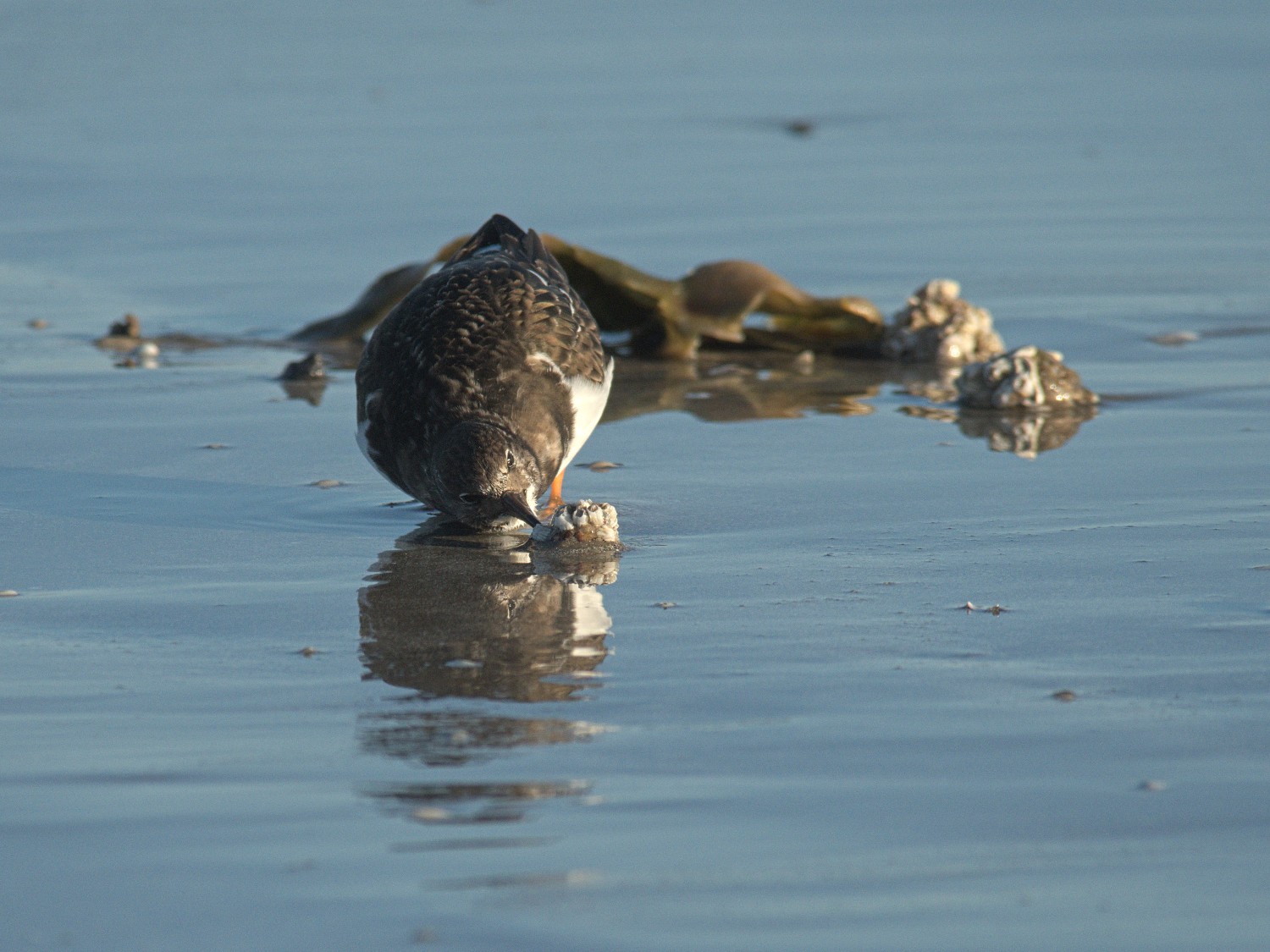 livebirdspoland_7f8db6edcb07290bae22c46a5b533b5a.jpg