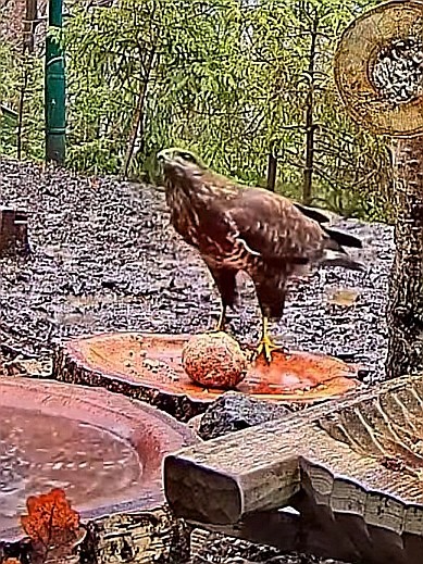 livebirdspoland_092040bc3f7fc426f822ca4d64cd8e27.jpg