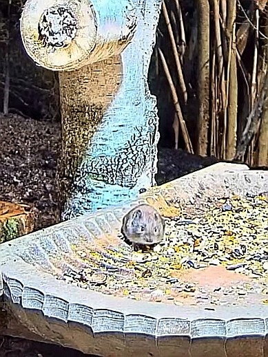 livebirdspoland_f4b957017d791005ed2bf3c11e2fbedc.jpg