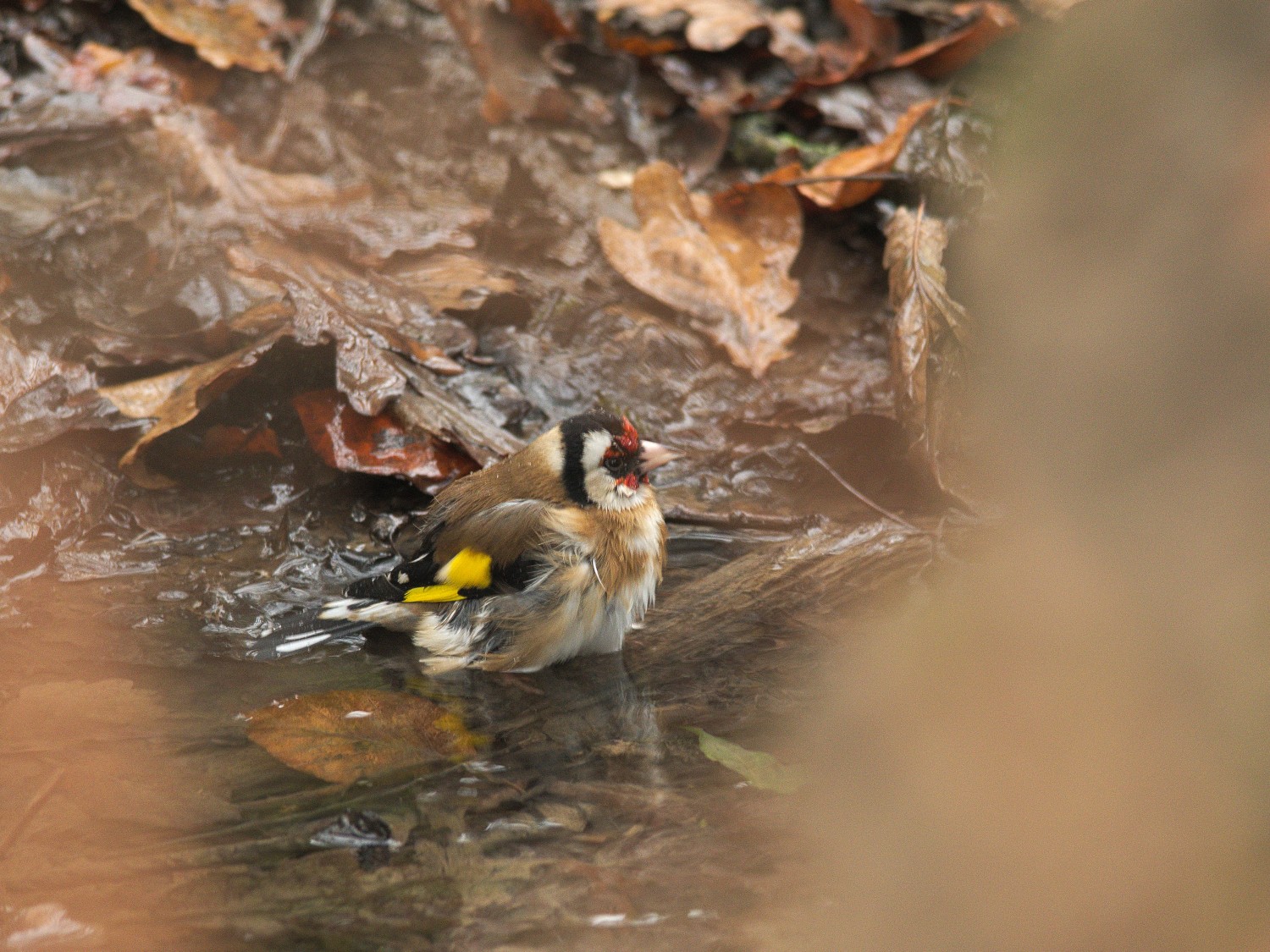 livebirdspoland_a95392786712957aac90b21f8ea2a903.jpg