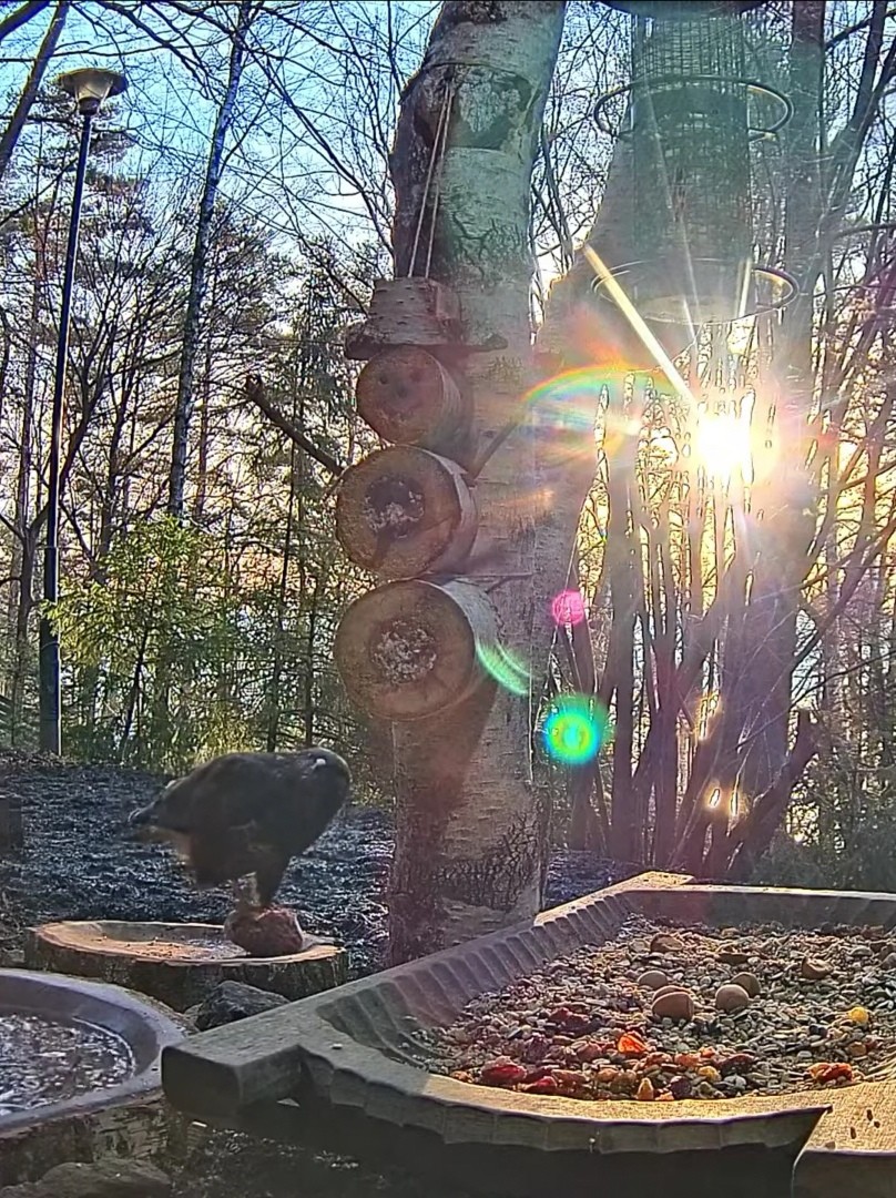livebirdspoland_c70084e21eeefba0ed298e270ca87ccf.jpg