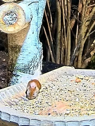 livebirdspoland_b5ea5c58ab85481a6d3c655c9740a071.jpg