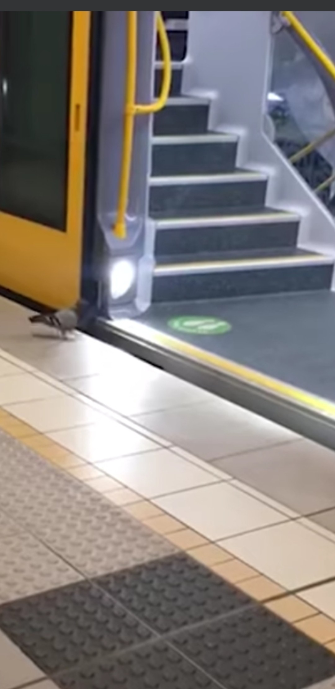 livebirdspoland_301c429e627b387d9cc29de6601d53f5.jpg