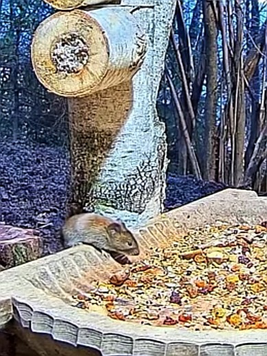 livebirdspoland_a1e699ca9bd0aaaa3644f817ec8d71f9.jpg