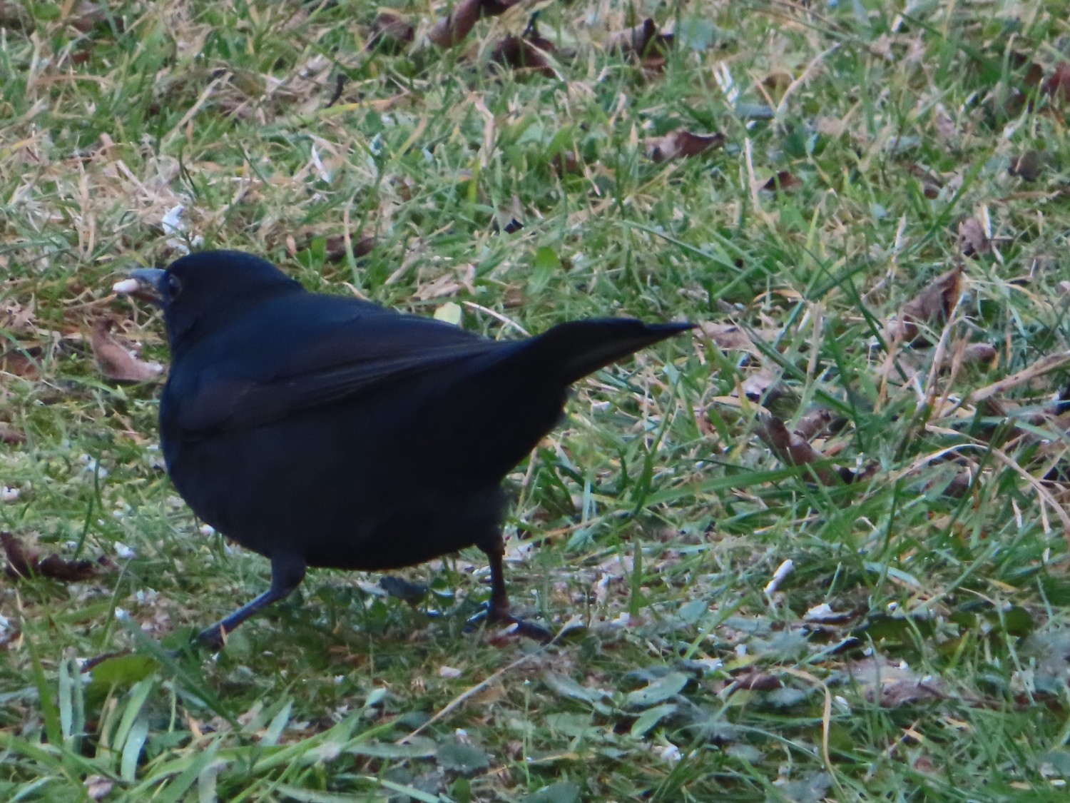 livebirdspoland_fc0d28f408d187a5fd96e33e6dda3601.jpg