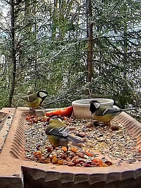 livebirdspoland_22a51f7acdd1dea299bc3b21de11ccfc.jpg