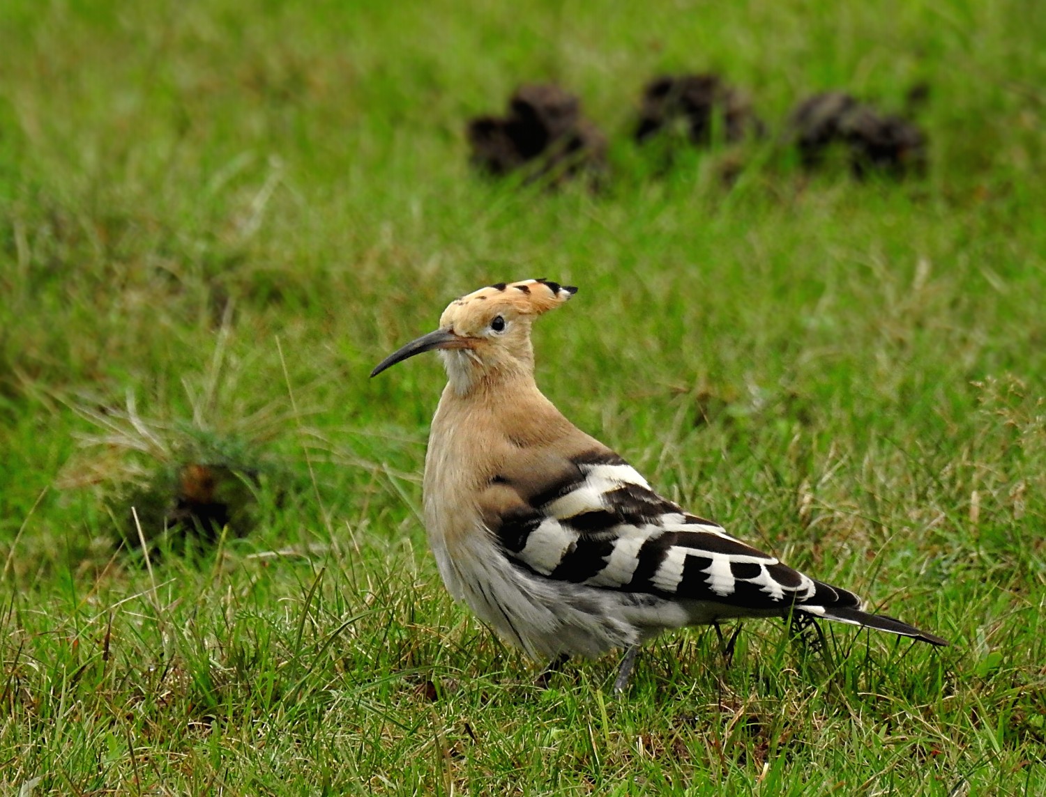 livebirdspoland_51e8718551dd9c3775735897cbfe32f4.jpg