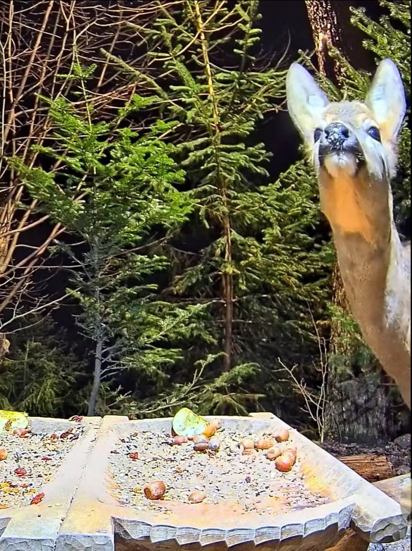 livebirdspoland_966842ca99285b80513fc2392fc7c6fb.jpg