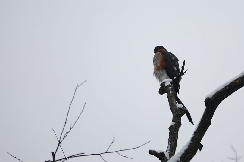 livebirdspoland_4b6179d57f8d8ddab0d70977a6157b1c.png