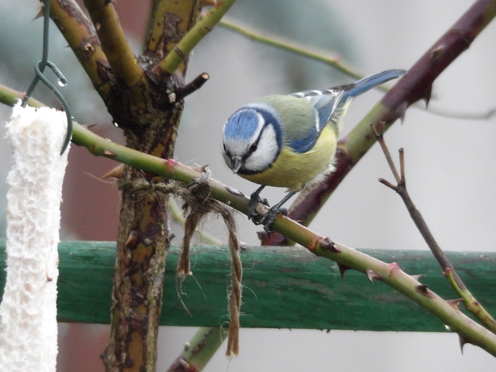 livebirdspoland_f83eeb2c8cc71f7499da20748dfbd029.jpg