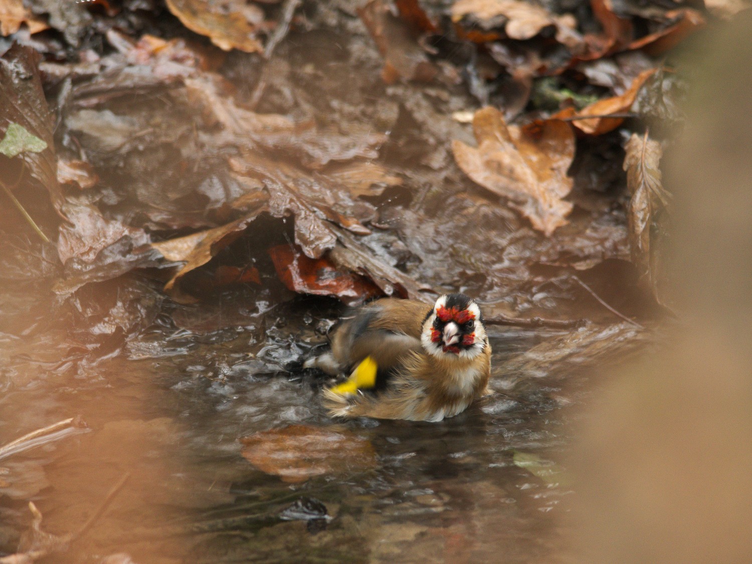 livebirdspoland_23558d6681ae314abcdcd5e696ee7872.jpg