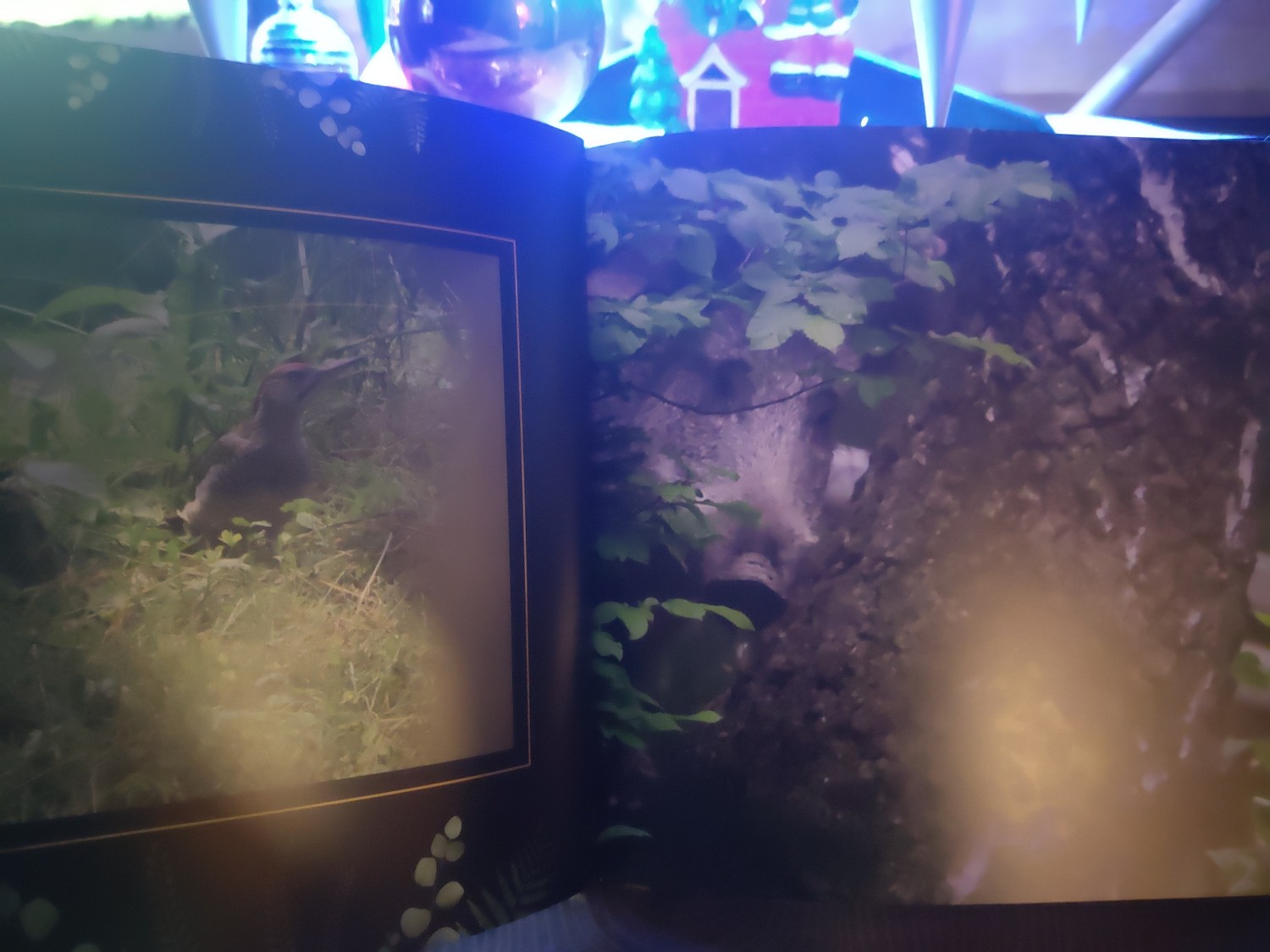 livebirdspoland_e7824a110c85d6d89ab067b6315400f0.jpg