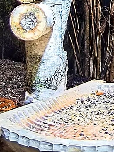 livebirdspoland_425ce6082edde14f5adaccf701badbf1.jpg