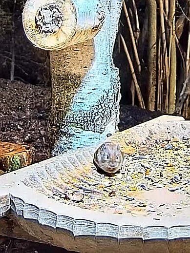 livebirdspoland_23945632aaf25e50f1efb685d35e3be9.jpg