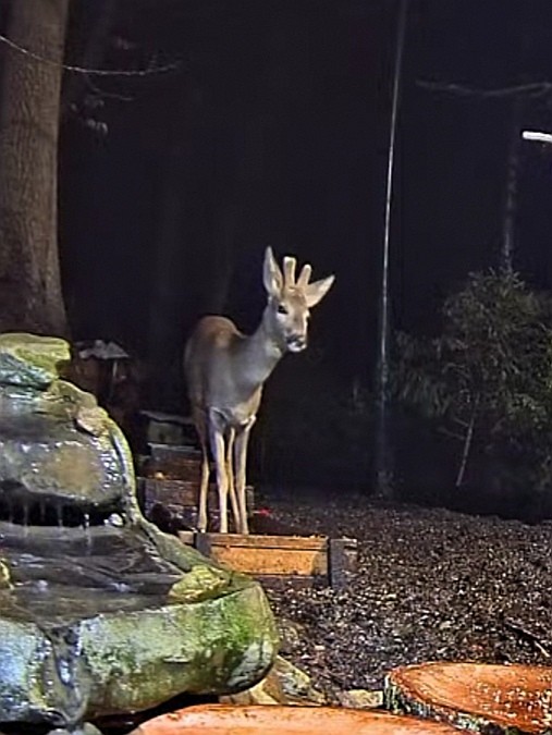 livebirdspoland_2c8e3e8f36d8dcd3b8e2a84b73303555.jpg