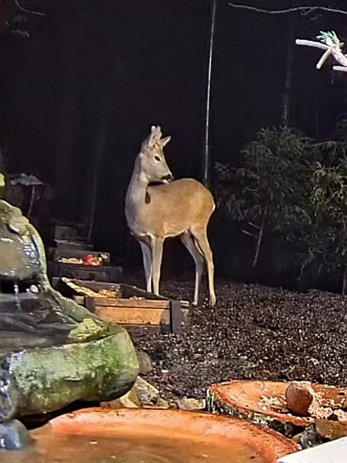 livebirdspoland_bbd5927a77ab7b70adeb290994b52435.jpg