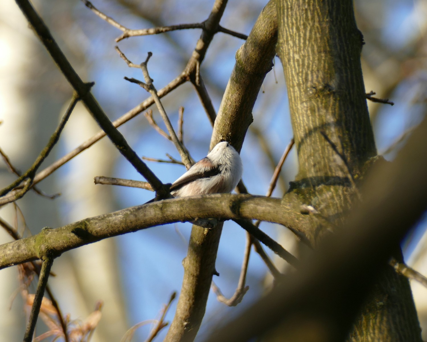 livebirdspoland_b0b51b7384ca73f8debc66a4218ed467.jpg