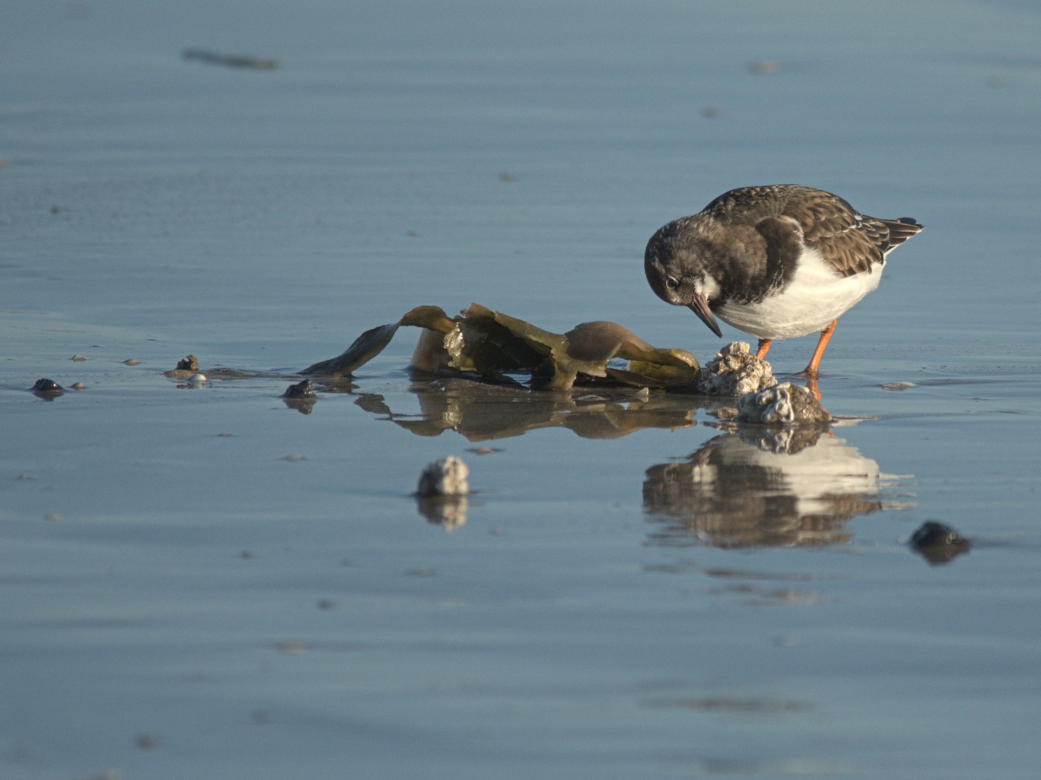 livebirdspoland_20905e19253244d42e356903a9c98513.jpg