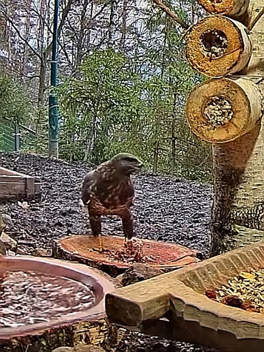 livebirdspoland_2d5978915c8df82eda571f0ddf43ce7d.jpg