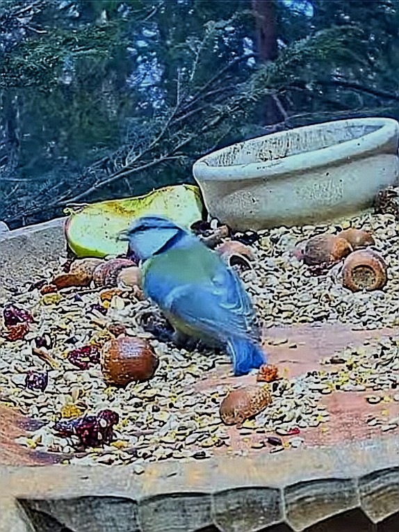 livebirdspoland_e9fb8a54506a935546f375ef583ed9c6.jpg