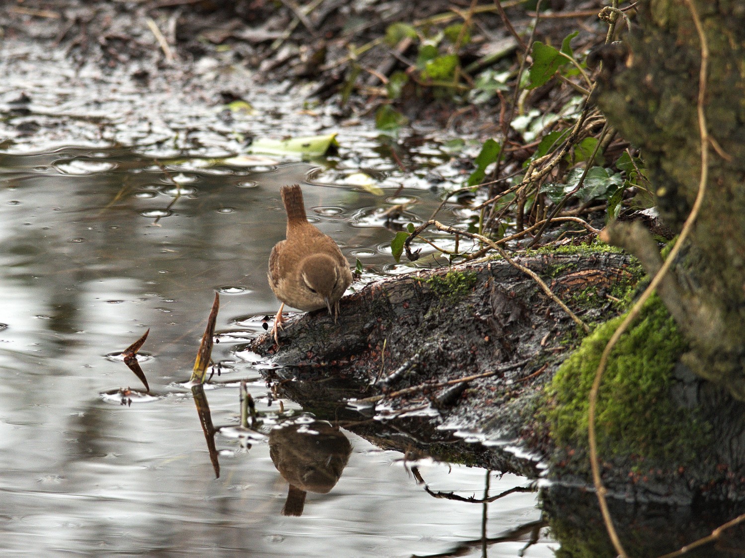 livebirdspoland_1da2a0072c80771ed6396c1dfc5f4afe.jpg