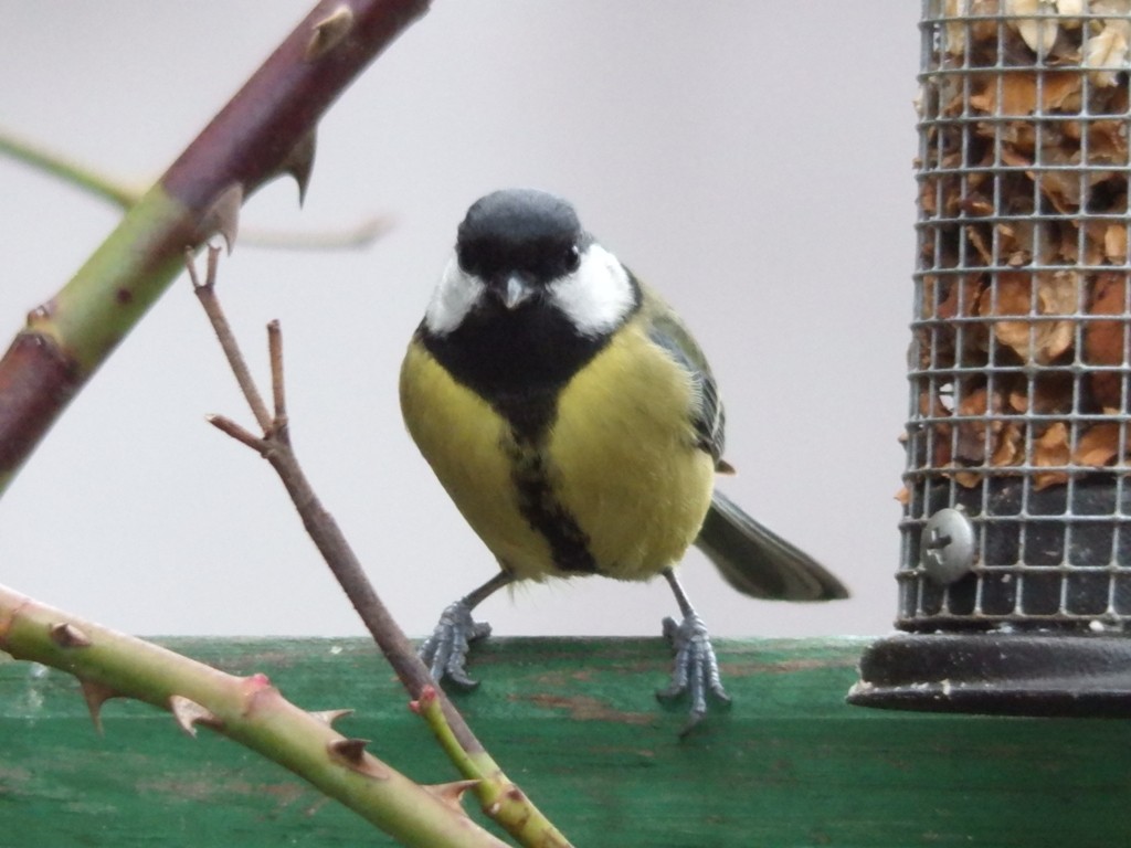 livebirdspoland_2750fd15d3b97114ef9197ead294cf46.jpg