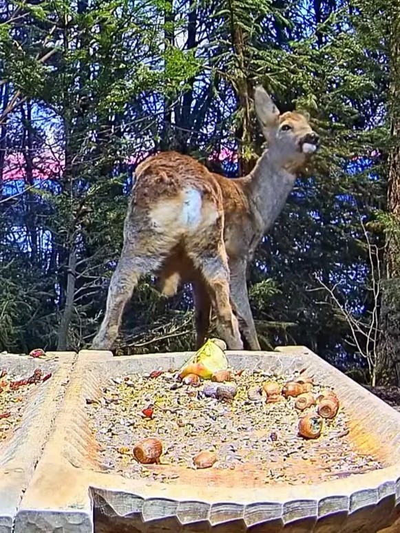 livebirdspoland_a4a007d0f5f905abeb591b8593748e7e.jpg